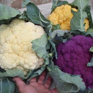 Gualala Farmer's Market photo