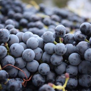 Jeremy Wine Company photo