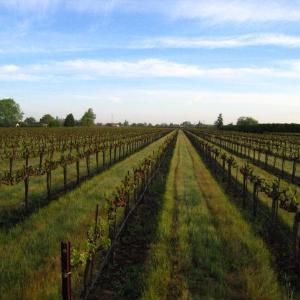 Klinker Brick Winery photo