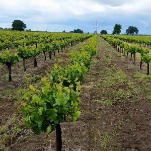 Spenker Winery photo