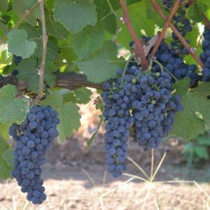 St.Amant Winery photo