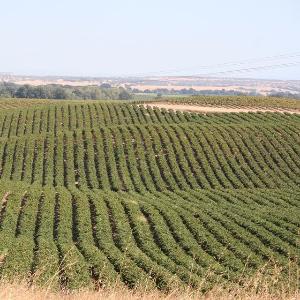 Upstream Wines photo