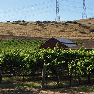 Darcie Kent Vineyards photo