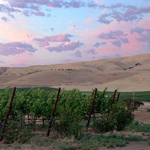 Eagle Ridge Vineyard photo