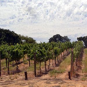 Fenestra Winery photo