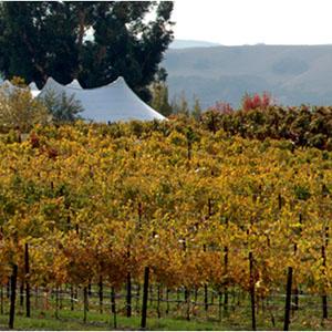 Garre Vineyard and Winery photo
