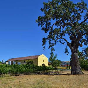 Las Positas Vineyards photo