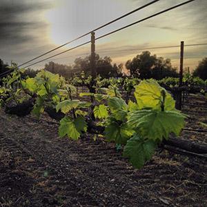 Page Mill Winery photo