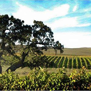 Steven Kent Winery photo