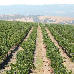 Stoney Ridge Winery photo