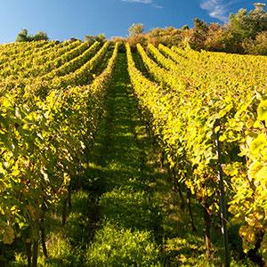 Alexander and Wayne photo