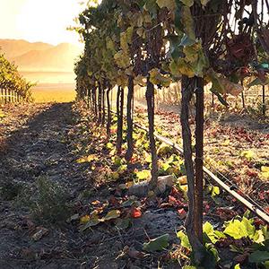 Andrew Murray Winery & Visitors Center photo