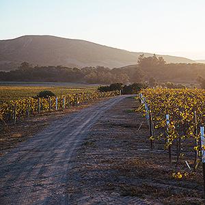 Babcock Winery & Vineyards photo