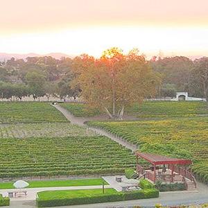 Blackjack Ranch Winery photo