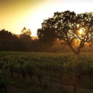 Brander Vineyard, The photo