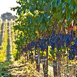 Buttonwood Farm Winery photo