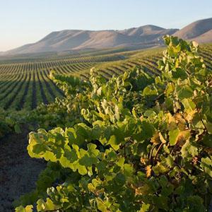 Cambria Estate Winery photo