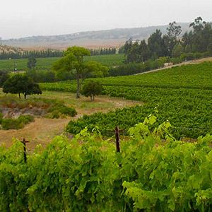 Carr Vineyards & Winery photo