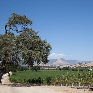 Firestone Los Olivos Vineyard photo