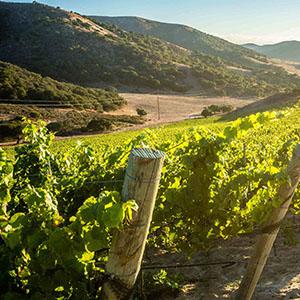 Gainey Vineyard photo