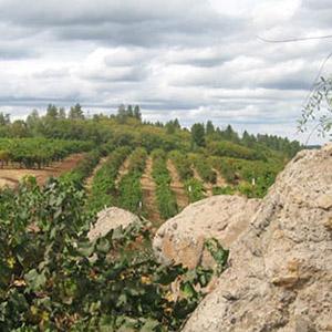 Lava Cap Winery photo
