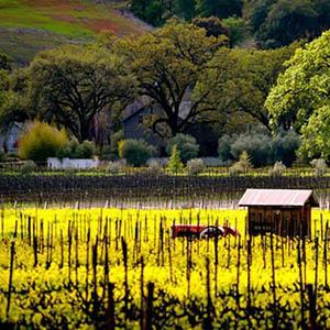 Saracina Vineyards photo