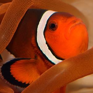 Monterey Bay Aquarium photo