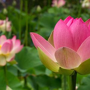 Lotusland Gardens photo