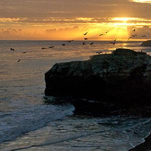 Natural Bridges State Beach photo
