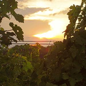 Bloxom Vineyard & Winery photo