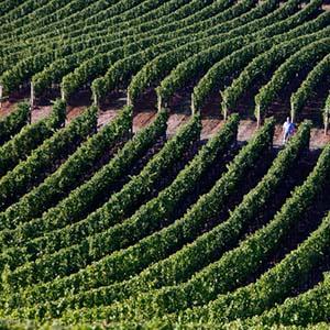 Andrew Rich Wines photo