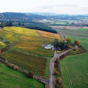 Ankeny Vineyard photo
