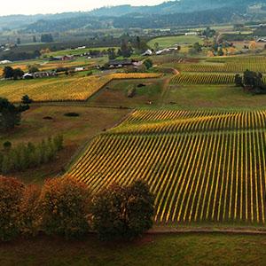 Bergström Wines photo