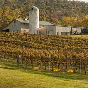 Hillsborough Vineyards photo