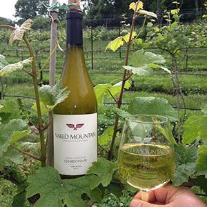 Naked Mountain Vineyard photo
