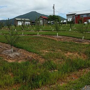 Peaks Of Otter Winery photo