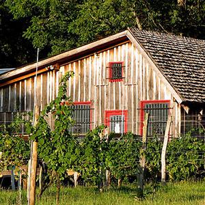 Rebec Vineyards photo