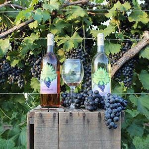 Rural Retreat Winery & Vineyard photo