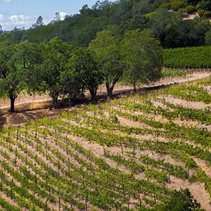 MJA Vineyards Westside Tasting Room photo
