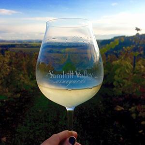 Yamhill Vineyards photo