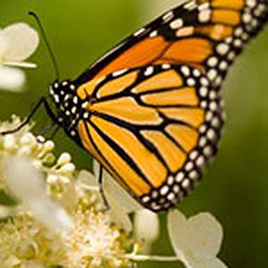 Monarch Butterfly Garden photo