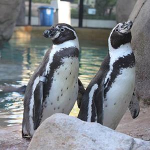 Santa Barbara Zoo photo