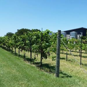 Texas Wine Tours  photo