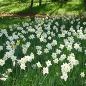 Daffodil Hill photo