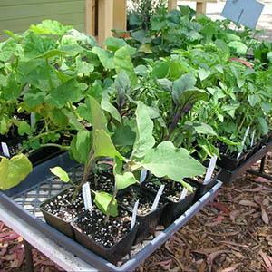 Growing Grounds Farm II photo