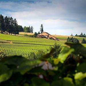 Domaine Drouhin Oregon photo