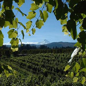 Jan-Marc Wine Cellars photo