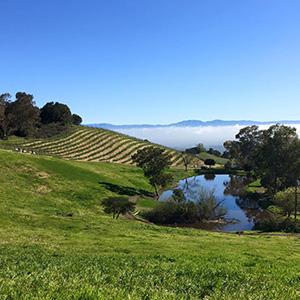 Cooper-Garrod Estate Vineyards photo