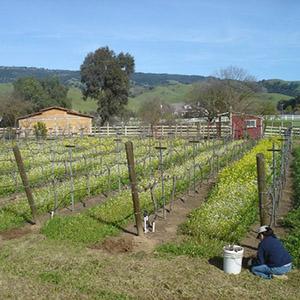 Creekview Vineyards photo