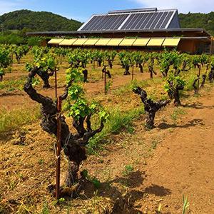 Ridge Vineyards - Monte Bello photo